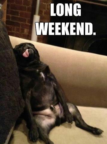 exhausted-dog-long-weekend-funny-dog-photo-with-captions.jpg